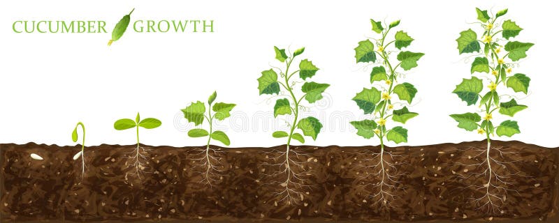 从种子到开花成熟的黄瓜植株生长阶段黄瓜田与健康植物生命周期库存照片 图片包括有生长 园艺