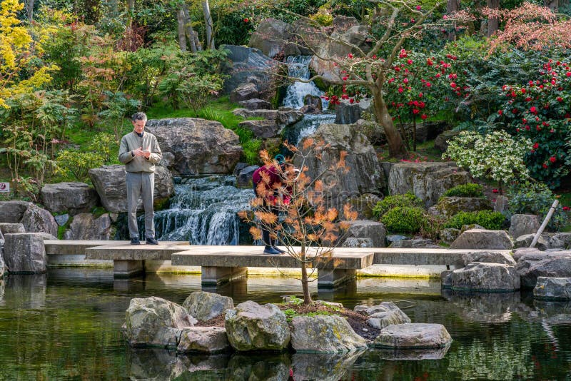 京都花园 伦敦荷兰公园的日式花园 带瀑布库存照片 图片包括有日语 安静 槭树 发芽 户外