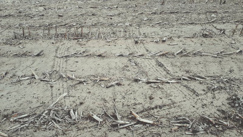 倾向于有机和生态农业使用作为肥料的未加工的石灰在耕种库存图片 图片包括有使用 自治权 肥料