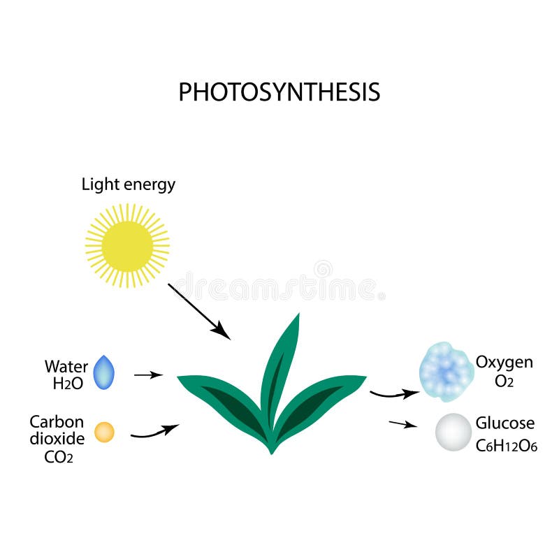光合作用植物是在阳光下水 碳ha Oxyge 向量例证 插画包括有图象 叶子 矿物 培训 光合作用植物是在阳光下水 碳ha Oxyge 向量例证 插画包括有图象 叶子 矿物 培训