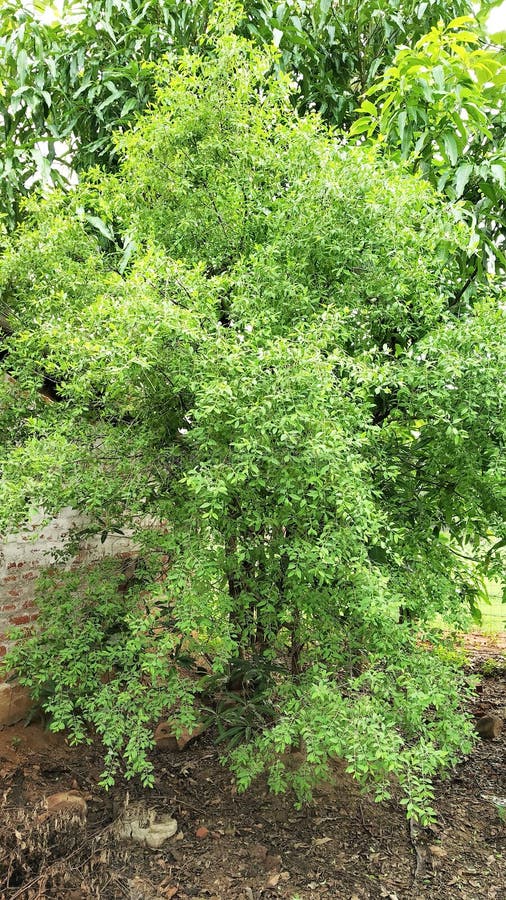 檀香木树 普遍的ayurvedic植物库存图片 图片包括有工厂 阿尔韦达 农场 玻色子 种植园 檀香木树 普遍的ayurvedic植物库存图片 图片包括有工厂 阿尔韦达 农场 玻色子 种植园