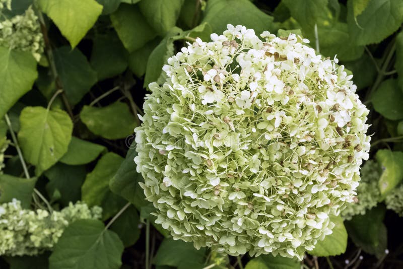 八仙花属macrophylla 家庭绣球花科的植物 当地对日本库存图片 图片包括有从事园艺 八仙花属