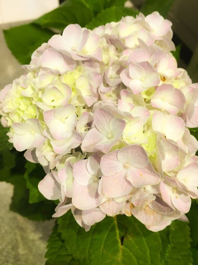 八仙花属serrata Rosea 是开花植物 当地人的种类家庭绣球花科的向的韩国的山区库存图片 图片包括有本质 花卉