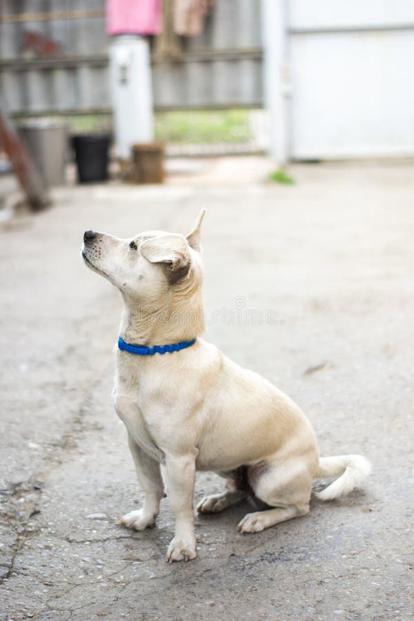 公园里的美人金毛犬库存照片 图片包括有 公园里的美人金毛犬库存照片 图片包括有
