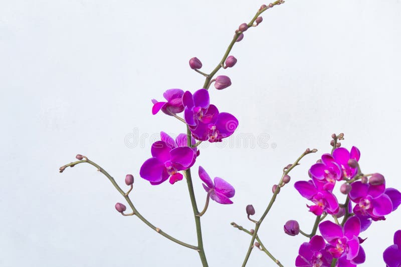关闭兰花植物布卢姆兰花被隔绝的颜色背景库存照片 图片包括有调用 本质 照亮 绽放 五颜六色