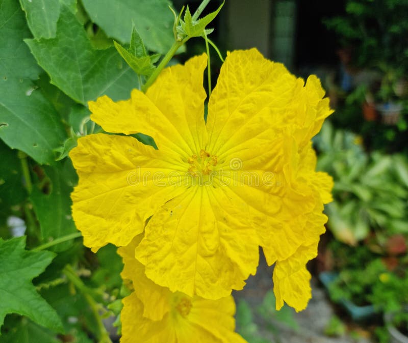 星形花库存照片 图片包括有开花的 花瓣 本质 开花 工厂 空白 庭院 星形 宏指令