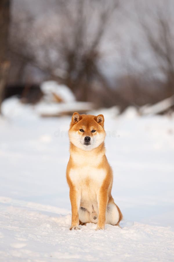 冬天树林中美丽的石婆犬雪中日本士巴犬库存图片 图片包括有森林 敌意 照亮 毛茸 开会 冬天树林中美丽的石婆犬雪中日本士巴犬库存图片 图片包括有森林 敌意 照亮 毛茸 开会