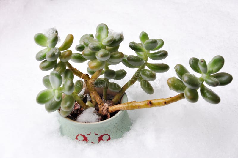 盆栽冬樱桃或园中观赏植物 樱花假辣椒库存图片 图片包括有草本 有机 新鲜 盆栽 植物群 盆栽冬樱桃或园中观赏植物 樱花假辣椒库存图片 图片包括有草本 有机 新鲜 盆栽 植物群