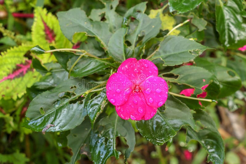 红色庭院凤仙花 Impatiens Balsamina Linn花库存照片 图片包括有