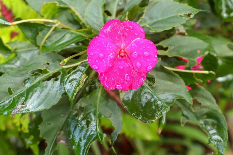 与红色花的开花的凤仙花库存图片 图片包括有五颜六色 开花 本质 放松 托的 照亮 自然
