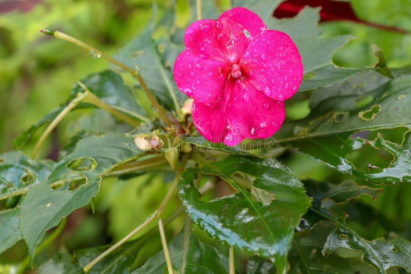 与红色花的开花的凤仙花库存图片 图片包括有五颜六色 开花 本质 放松 托的 照亮 自然