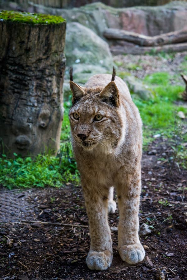 利比亚天猫座& x28; 天猫座pardinus& x29;在山脉莫雷纳& x28; Spain& x29;