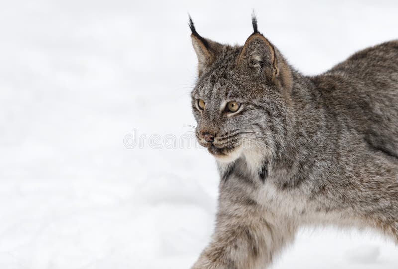 加拿大山猫大步离开近冬库存图片 图片包括有关闭 特写镜头 行动 详细资料 生物 水平