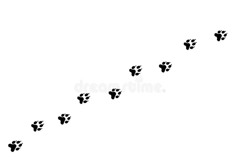 动物步道白色背景上的犬爪或猫爪随机打印矢量步道向量例证 插画包括有脚步 宠物 例证 敌意 动物步道白色背景上的犬爪或猫爪随机打印矢量步道向量例证 插画包括有脚步 宠物 例证 敌意