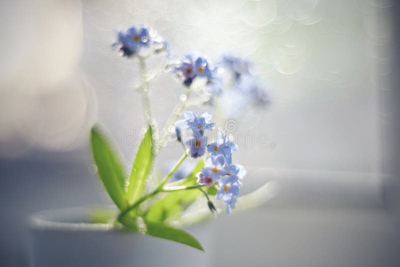 勿忘草和bokeh 库存图片 图片包括有勿忘草和bokeh 111 勿忘草和bokeh 库存图片 图片包括有勿忘草和bokeh 111