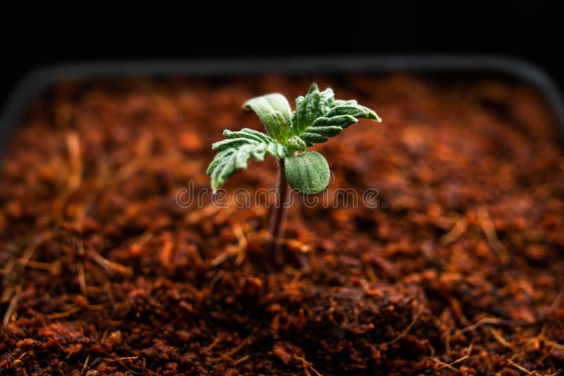 Led种植大麻库存照片 图片包括有 Led种植大麻库存照片 图片包括有