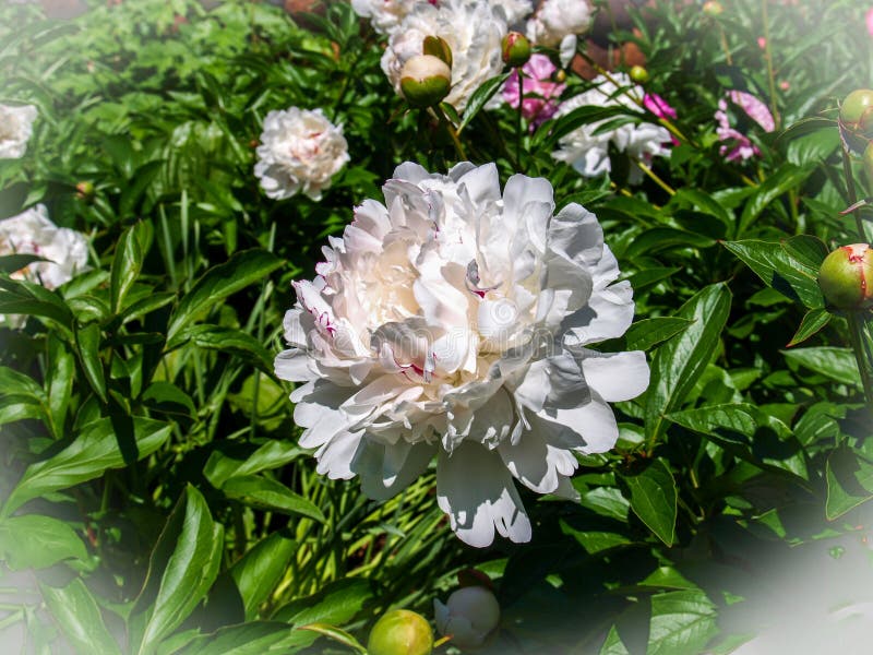 牡丹花牡丹开花库存图片 图片包括有花瓣 四季不断 开花的 华丽 牡丹 叶子 绽放 工厂