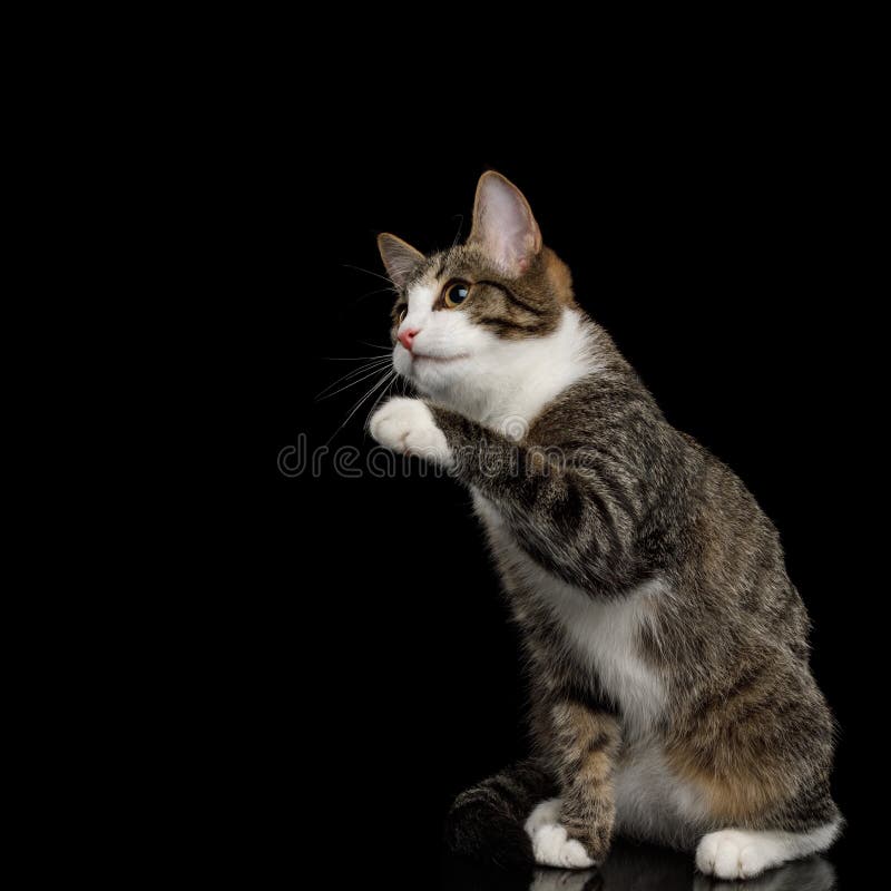 单色黑背景中斑纹混合小猫库存照片 图片包括有 单色黑背景中斑纹混合小猫库存照片 图片包括有