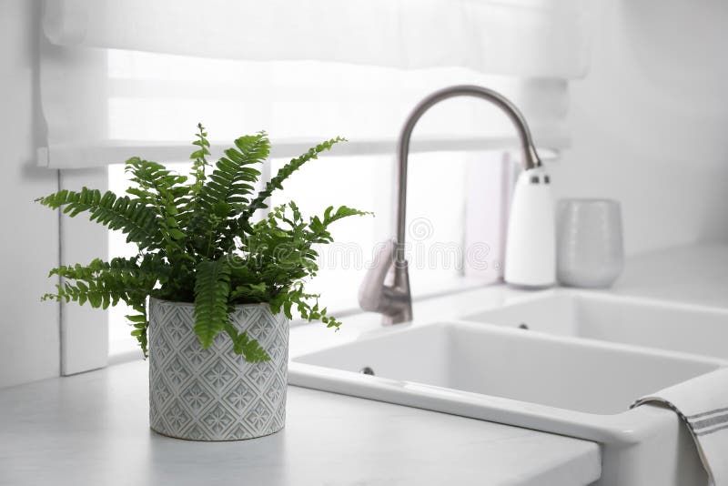 厨房水槽旁白色台面上的绿色蕨类植物库存图片 图片包括有家具 叶子 舒适 家庭 装饰 户内