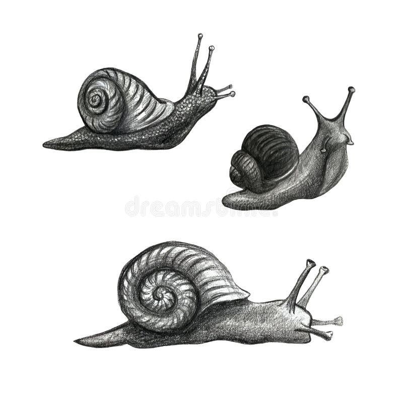 可爱的蜗牛卡通图案手绘 铅笔库存例证 插画包括有创造性 逗人喜爱 单色 软体动物 螺旋
