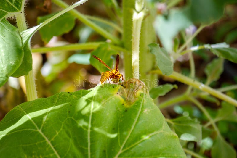 吃在向日葵厂的一片损坏的叶子的掠食性黄蜂虫幼虫库存照片 图片包括有