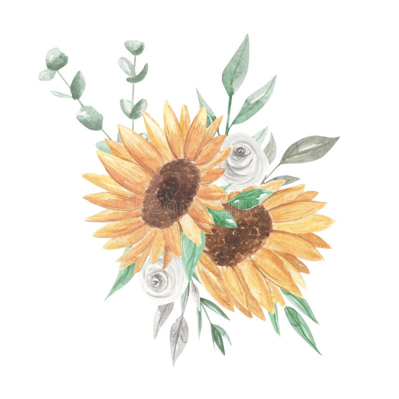 向日葵水彩花束俏丽的clipart开花白玫瑰库存例证 插画包括有绿叶 颜色 现有量 绿色