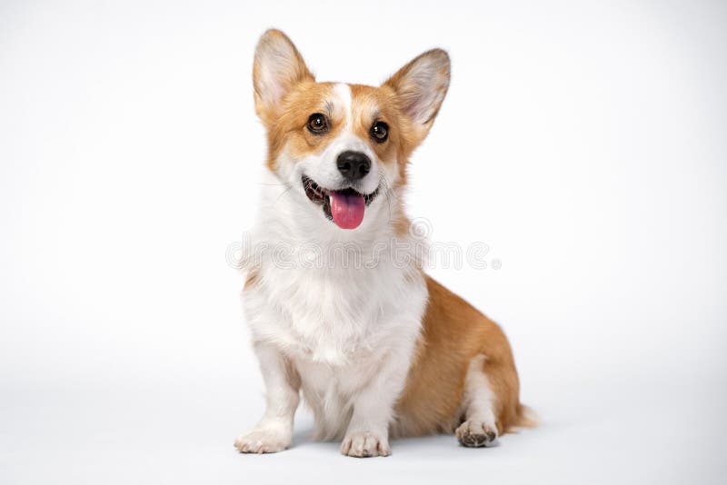 听话的狗狗在白色背景下繁殖威尔士科尔吉犬隔离库存照片 图片包括有哺乳动物 毛皮 交配动物者 听话的狗狗在白色背景下繁殖威尔士科尔吉犬隔离库存照片 图片包括有哺乳动物 毛皮 交配动物者
