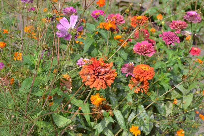 花紫草属 Zinnia 一种年生和多年生的草和矮灌木库存照片 图片包括有绿色 开花的