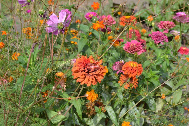 园艺花津尼亚家庭花园 床zinnia 一种年草和多年草属库存图片 图片包括有自治权 装饰