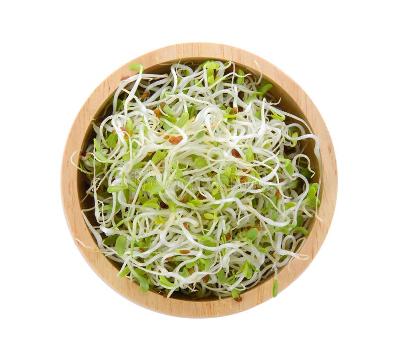 紫苜蓿苗芽库存照片 图片包括有背包 紫花苜蓿 幼木 食物 查出 发芽 关闭 新芽 空白 紫苜蓿苗芽库存照片 图片包括有背包 紫花苜蓿 幼木 食物 查出 发芽 关闭 新芽 空白