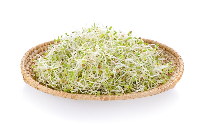 紫苜蓿苗芽库存照片 图片包括有背包 紫花苜蓿 幼木 食物 查出 发芽 关闭 新芽 空白 紫苜蓿苗芽库存照片 图片包括有背包 紫花苜蓿 幼木 食物 查出 发芽 关闭 新芽 空白