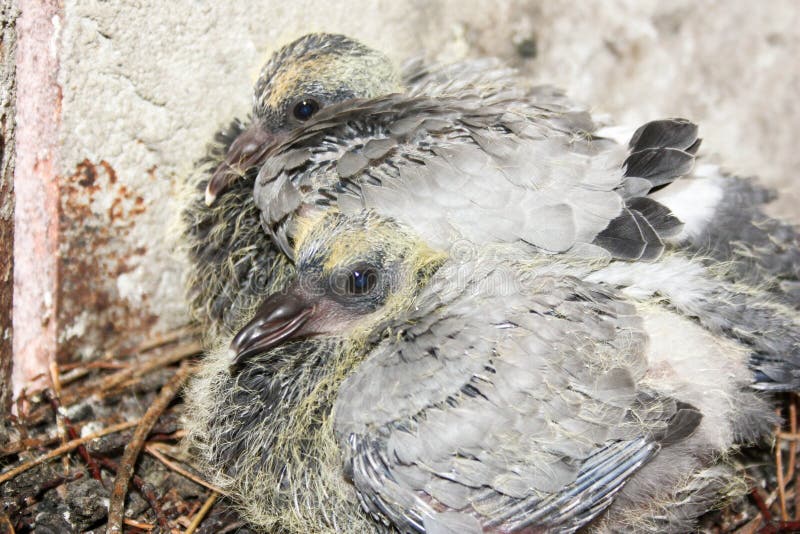 鸠的刚孵出的雏库存照片 图片包括有鸠的刚孵出的雏