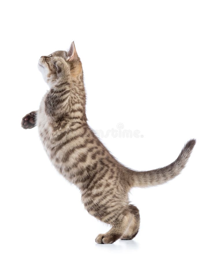 在外形的嬉戏的虎斑猫小猫 隔绝在白色背景库存照片 图片包括有有效地 滑稽 相当 交配动物者