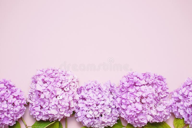 在平粉红彩笔的背景的淡紫色桃红色八仙花属花放置母亲节 生日 情人节 妇女天库存图片 图片包括有国界的 粉红色 在平粉红彩笔的背景的淡紫色桃红色八仙花属花放置母亲节 生日 情人节 妇女天库存图片 图片包括有国界的 粉红色