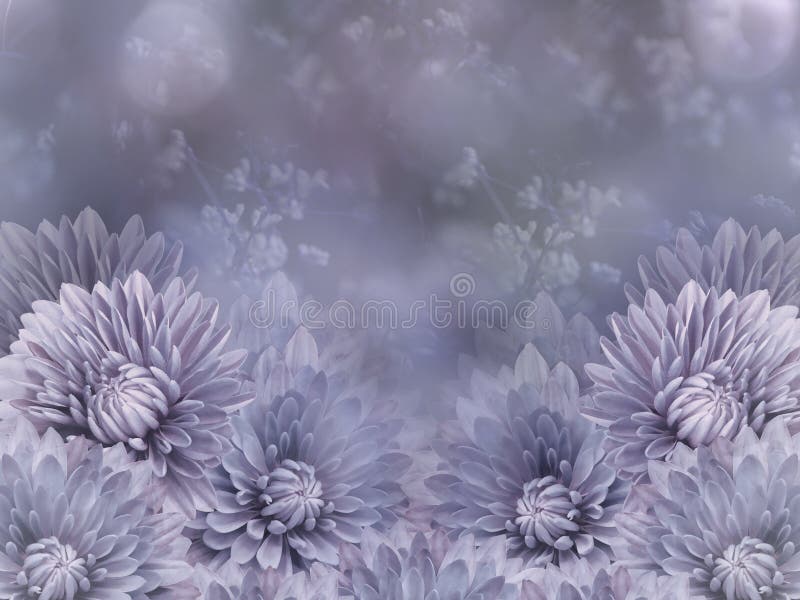 在模糊的白灰色背景的花青白色灰色花菊花花卉拼贴画背景构成旋花植物空白花的郁金香3月8 库存例证 插画包括有节假日 家庭 在模糊的白灰色背景的花青白色灰色花菊花花卉拼贴画背景构成旋花植物空白花的郁金香3月8 库存例证 插画包括有节假日 家庭