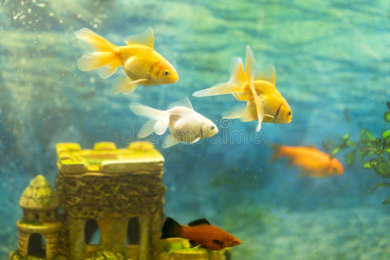 在水族馆的金鱼在一座石城堡的背景库存图片 图片包括有
