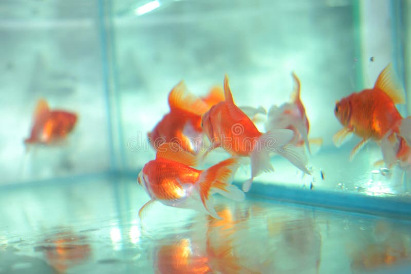在水族馆的金鱼库存图片 图片包括有多数 淡水 通常 命令 系列 水族馆 金鱼 敌意