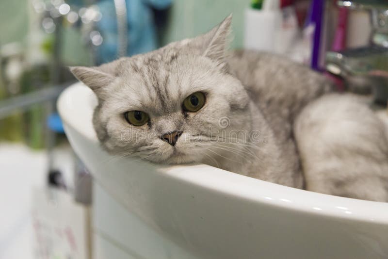 在水槽的猫库存图片 图片包括有 在水槽的猫库存图片 图片包括有