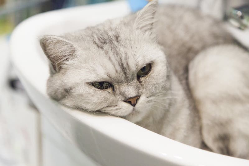 在水槽的猫库存图片 图片包括有 在水槽的猫库存图片 图片包括有