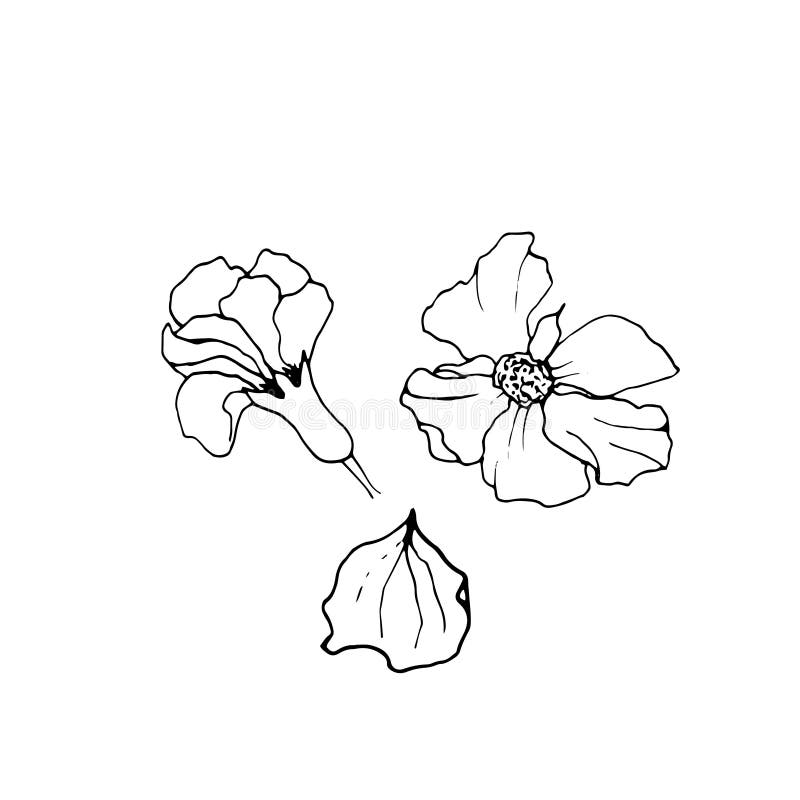 在白色的石榴花卉传染媒介例证装饰石榴花向量例证 插画包括有装饰 单色 蓝色 果子 现有量 在白色的石榴花卉传染媒介例证装饰石榴花向量例证 插画包括有装饰 单色 蓝色 果子 现有量