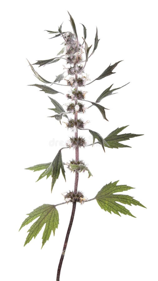 在白色背景或益母草属隔绝的益母草药用植物库存图片 图片包括有医学 传统 植物群 背包 叶子 在白色背景或益母草属隔绝的益母草药用植物库存图片 图片包括有医学 传统 植物群 背包 叶子