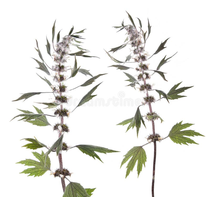 在白色背景或益母草属隔绝的益母草药用植物库存图片 图片包括有 在白色背景或益母草属隔绝的益母草药用植物库存图片 图片包括有