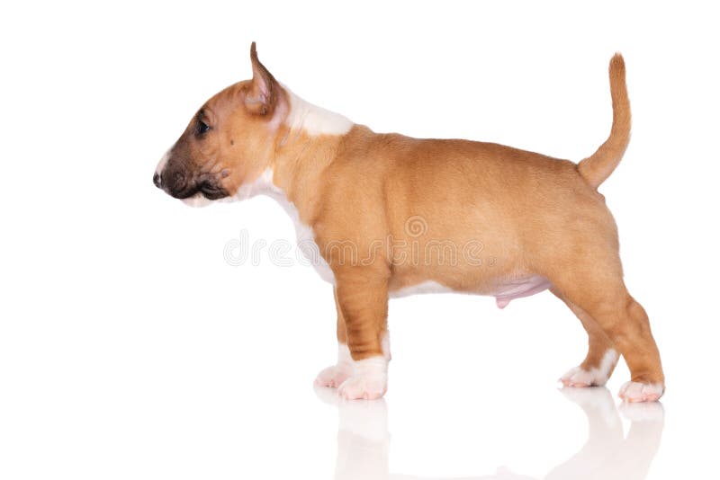 在白色背景的微型杂种犬小狗库存照片 图片包括有在白色背景的微型杂种犬小狗 在白色背景的微型杂种犬小狗库存照片 图片包括有在白色背景的微型杂种犬小狗