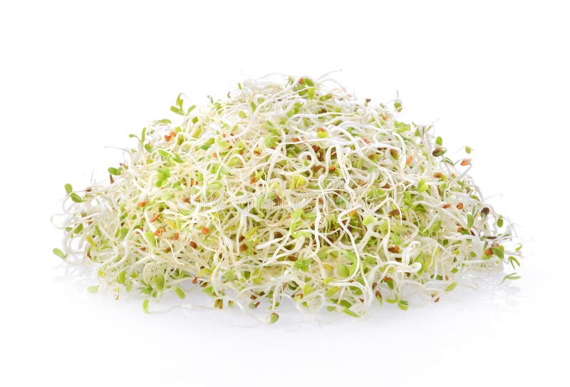 紫苜蓿苗芽库存照片 图片包括有背包 紫花苜蓿 幼木 食物 查出 发芽 关闭 新芽 空白 紫苜蓿苗芽库存照片 图片包括有背包 紫花苜蓿 幼木 食物 查出 发芽 关闭 新芽 空白