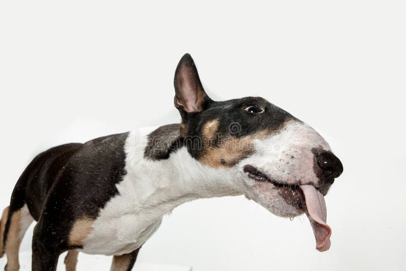 在白色背景的杂种犬类型狗库存照片 图片包括有在白色背景的杂种犬类型狗