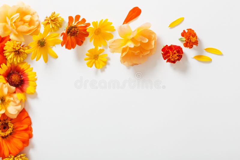 在白色背景的黄色和橙色花库存照片 图片包括有设计 平面 框架 背包 纸张 开花 母亲 在白色背景的黄色和橙色花库存照片 图片包括有设计 平面 框架 背包 纸张 开花 母亲