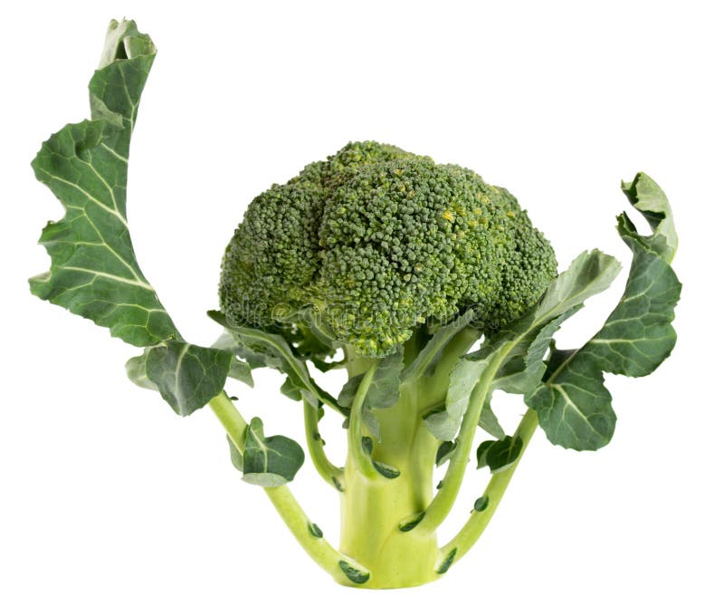 在白色背景隔绝的硬花甘蓝菜库存照片 图片包括有蔬菜 对象 部分 新鲜 没人 节食 未煮过