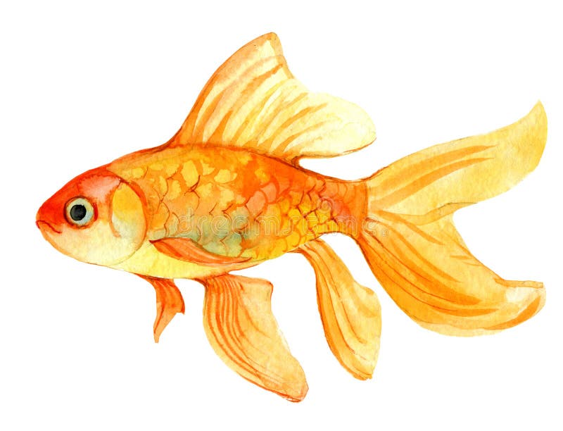 在白色隔绝的金鱼 水彩例证库存例证 插画包括有飞翅 食物 金子 聚会所 绘画 金鱼 魔术 在白色隔绝的金鱼 水彩例证库存例证 插画包括有飞翅 食物 金子 聚会所 绘画 金鱼 魔术