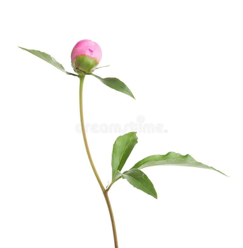 在白色隔绝的牡丹的闭合的芽库存照片 图片包括有蔷薇色 图象 粉红色 颜色 季节 本质 纤巧 在白色隔绝的牡丹的闭合的芽库存照片 图片包括有蔷薇色 图象 粉红色 颜色 季节 本质 纤巧