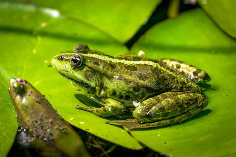 在睡莲池上晒日光浴的绿水蛙库存图片 图片包括有晒裂 蛙属 夏天 开会 宏指令 行程 逗人喜爱